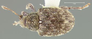Media type: image;   Entomology 32817 Aspect: habitus dorsal view